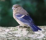 Bullfinch Juvenile