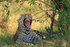 Leopard yawning