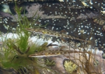 Spinachia spinachia