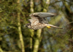Saker Falcon