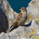 Common Linnet portfolio