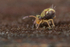 Dicyrtomina saundersi