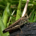 Grasshoppers & Crickets portfolio