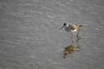 Lesser Yellowlegs