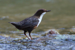 Dipper standing on a rock in the River Windrush near Crawley Weir