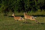 Impala chase