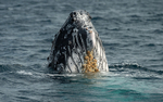 Humpback whale