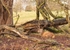 Stags in Tatton Park-1a