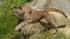Big Cats-5