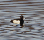 Tufted Duck