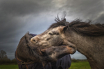 Into the world of Horses, Ireland.