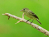 Least Flycatcher perched, Osa Peninsula, Costa Rica
