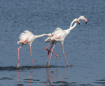 Greater Flamingo Trio