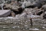 Neotropic Cormorant portfolio