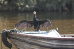 Cormorant 4