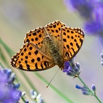 Queen of Spain fritillary (Isoria lathonia) ♀