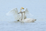Whooper Swan family group (one adult and two juveniles), Otmoor RSPB