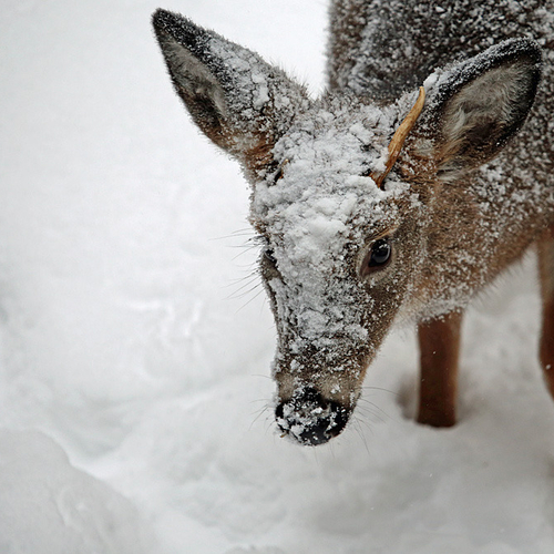 A whitetailed deer gets a fresh face wash of snow during a winter's storm.