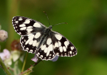 Marbled White