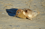 Atlantic Grey Seal