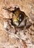 Anthophora  plumipes (m)