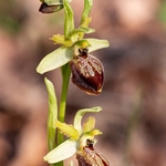 Archipelago Orchid (Ophrys archipelagi)…  synonymous with O.x arachnitiformis or  O x arachnitiformis Nm ‘archipelagiT