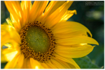 The Sunflower (IMG0832)