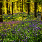 Bluebells In Spring Sunshine