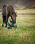 horses-31
