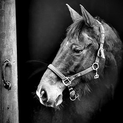 Black & white horse headshot