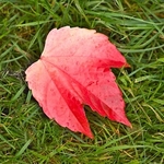 Lone leaf
