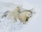 Polar Bears digging in snowdrift, Churchill, Canada