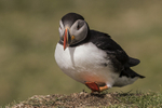 Puffin