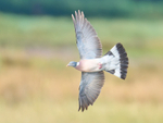 Wood Pigeon portfolio