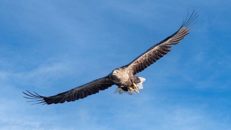 White Tailed Eagle - Isle of Mull - Scotland