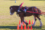 Harness Driving Challenge 19. 0A3A9723
