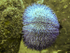 Urchin