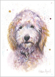 Labradoodle