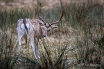 I Hear You! - Fallow Deer