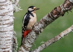 Great Spotted Woodpecker