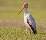 Yellow Billed Stork