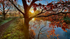 Sunrise through Trees