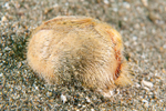 Echinocardium cordatum