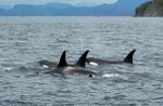 Orca family.