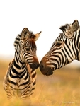 84Y1185 Amboseli