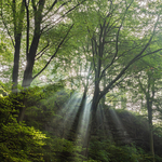 Light