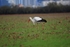 White Stork