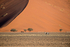 Oryx in Sossusvlei