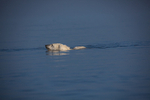 Polar bear  7740
