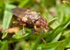 Myopa species